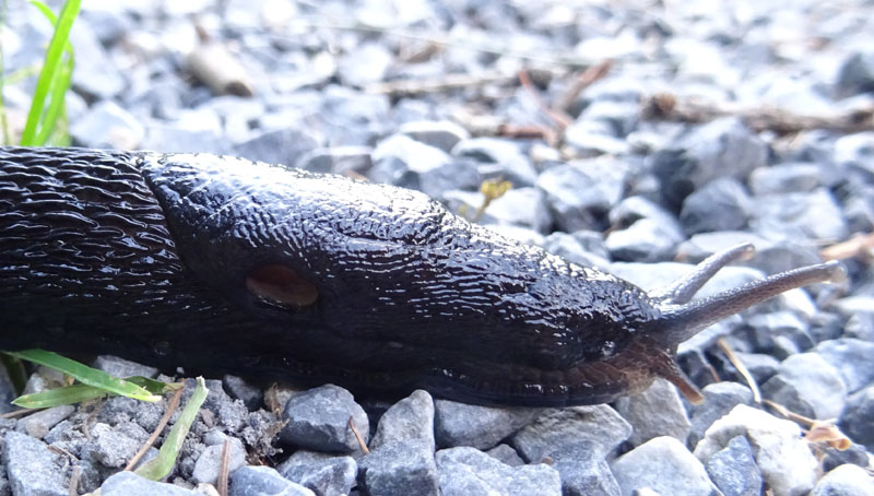 probabile Limax cinereoniger